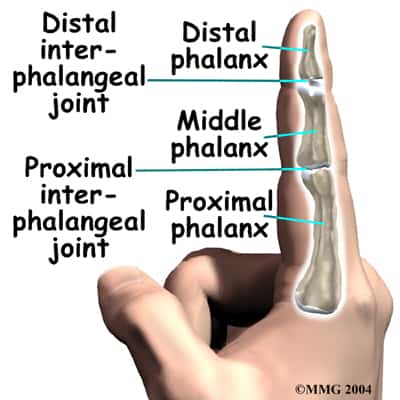 hand finger joint anatomy for rock climbing